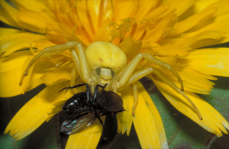 Veränderliche Krabbenspinne (Misumena vatia) - © Christian Komposch